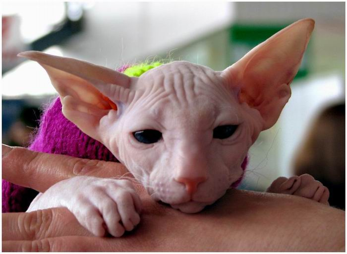 маленький сфинкс кошки