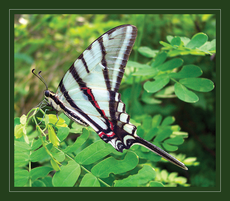 Парусник-змей Protesilaus Protographuim Neographium swallowtail West Mexico
