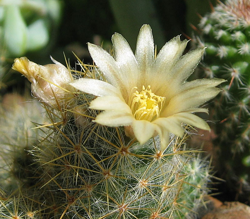 Кактус (Mammillaria). макро кактус