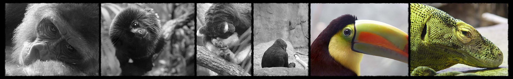 mood mood
