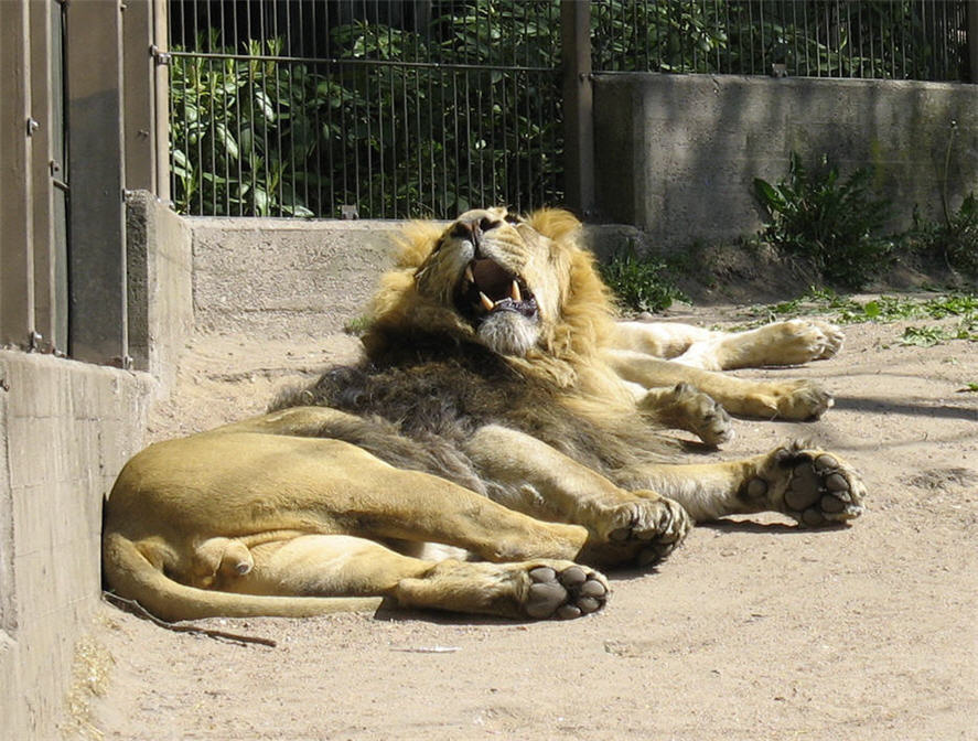 лев лев оскал царь зверей lion king