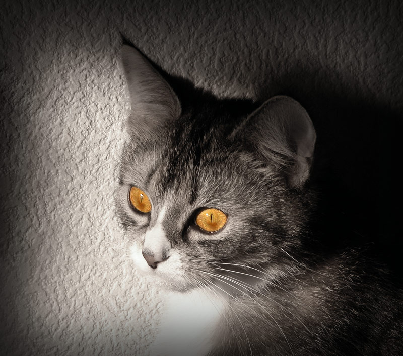 *** Кошка глаза