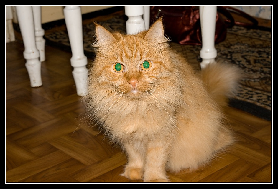 Джеси Кошка