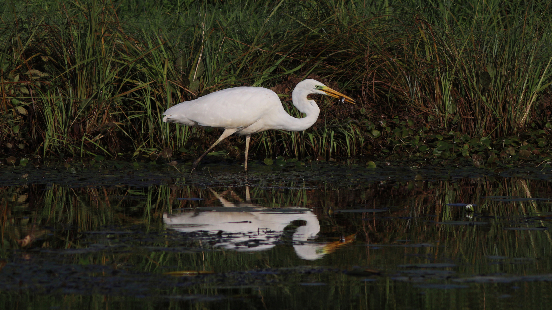 Охотница Большая белая цапля Egretta alba Great egret
