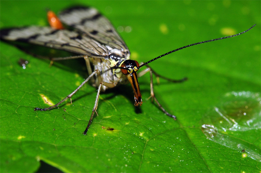 Babochka-Scorpion 