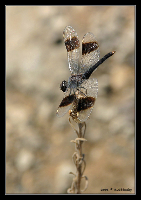 The Dragonfly. 
