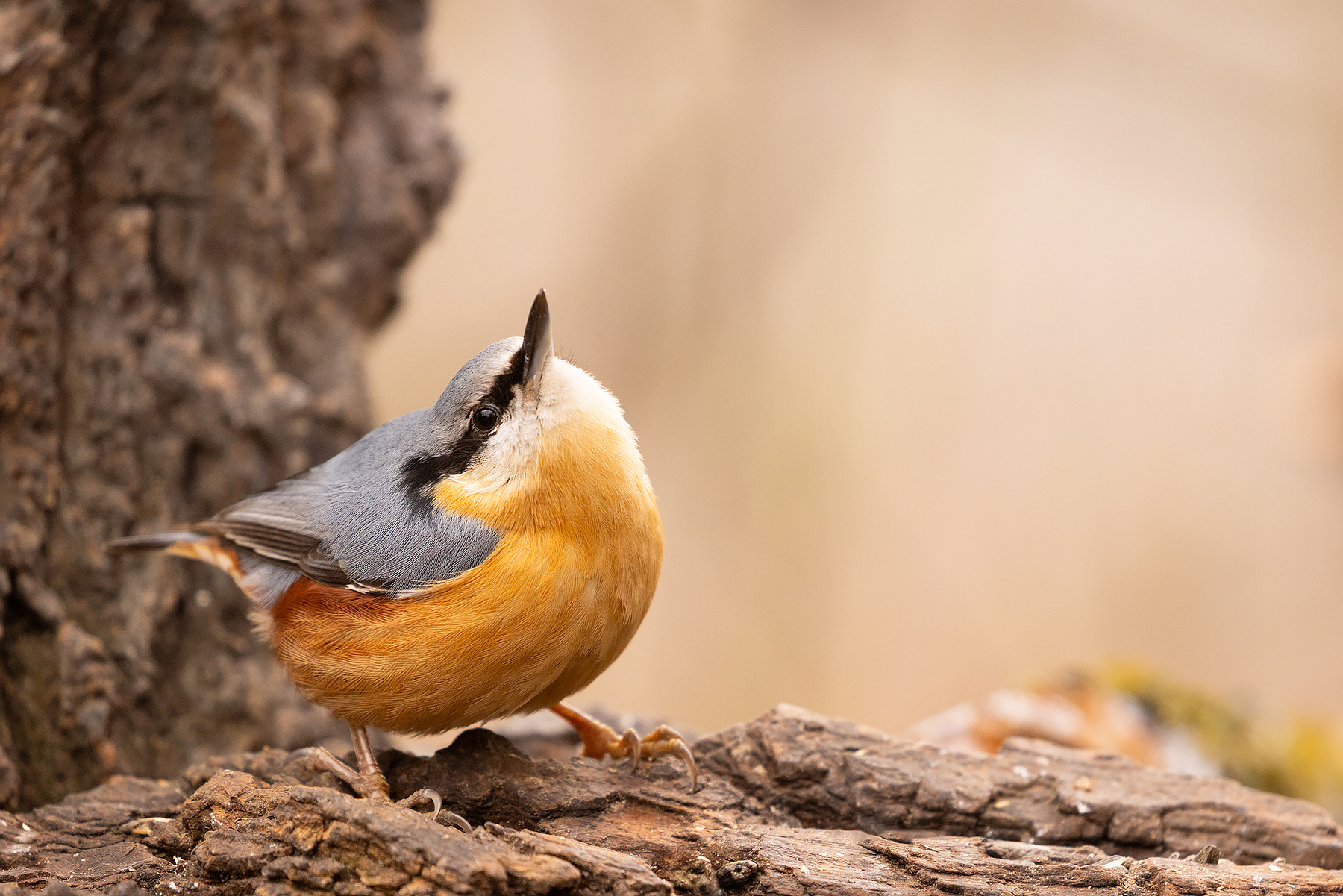 Nuthatch 