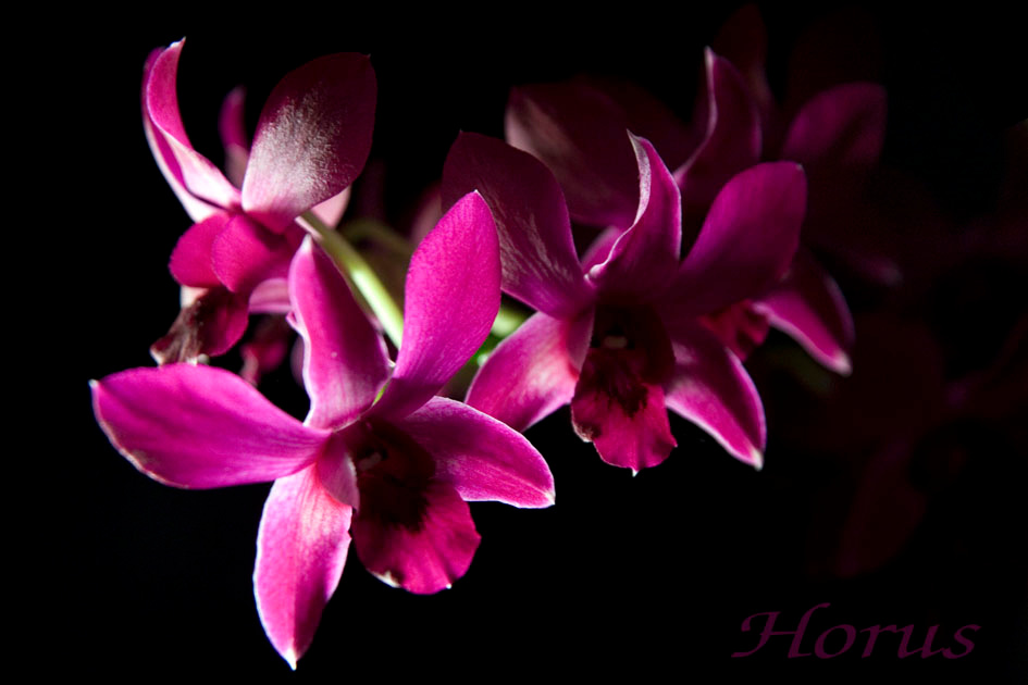 Dendrobium orchid, flower, dendrobium