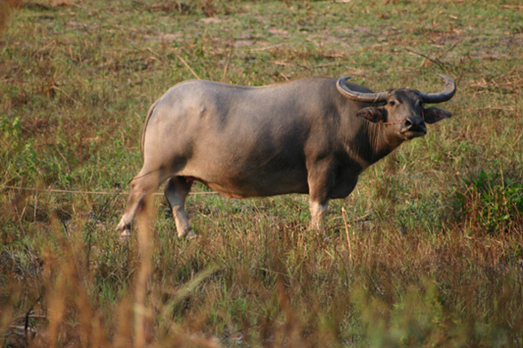 *** buffalo