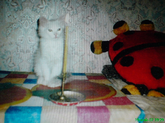 вот такой котик 