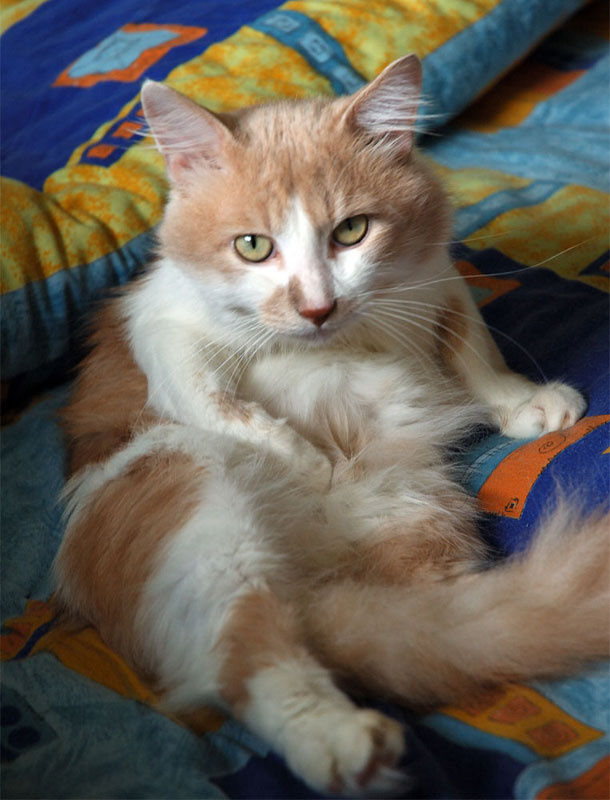 ШО... АПЯТЬ?!?... котик пузик сытый отдых