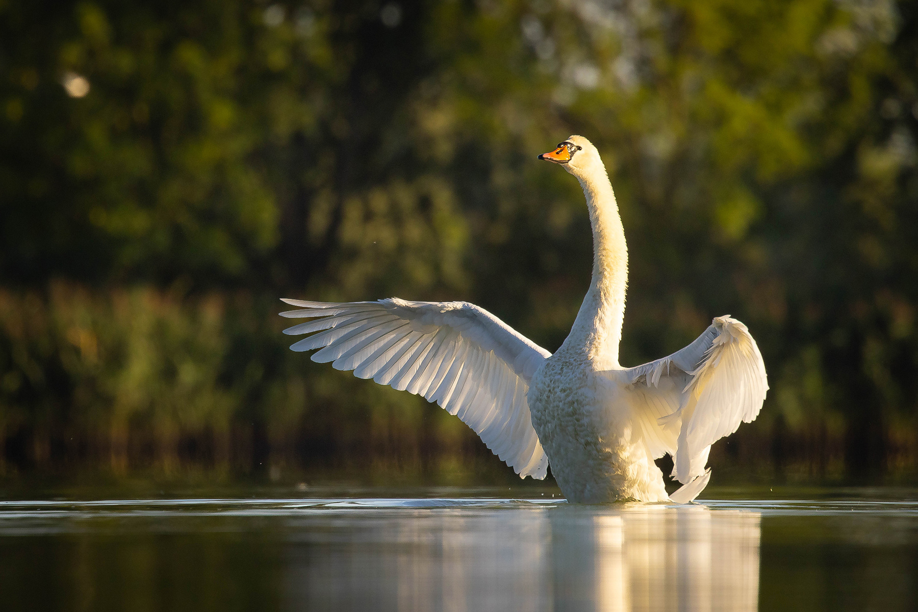 Swan 