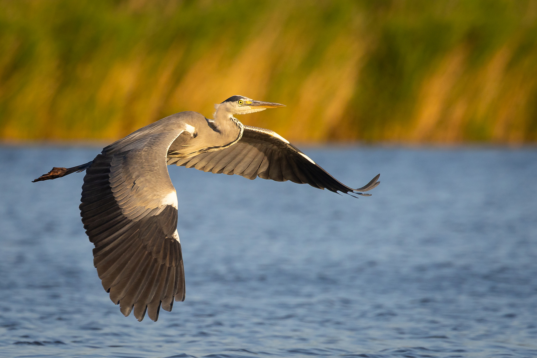 Heron 