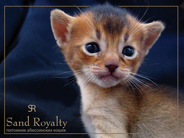 абиссинский котенок из питомника Sand Royalty Абиссинский котенок питомник Sand Royalty