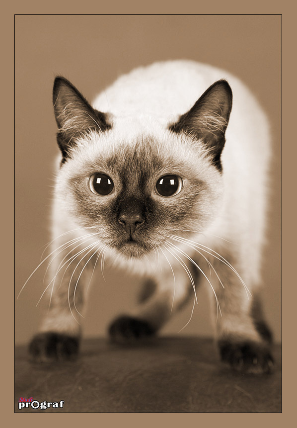 Забадаю!!! Котяра!!!