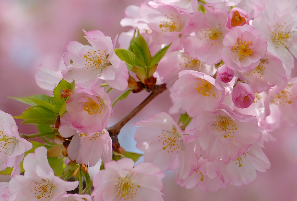 Кружева весны розовые цветы кружева весна апрель prunus
