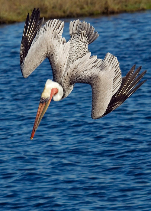 Dive pelican