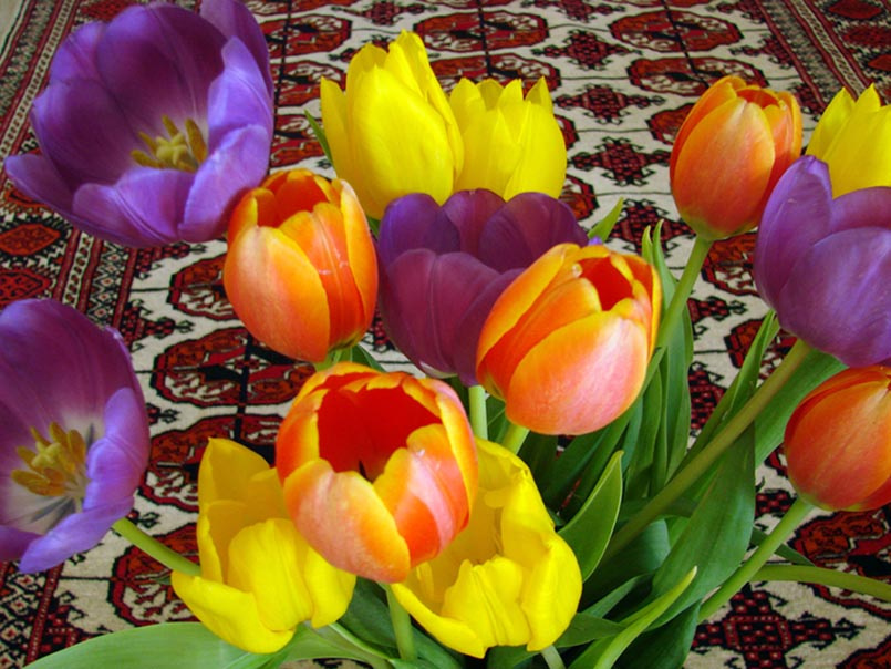 tulips tulips, Turkmen carpet