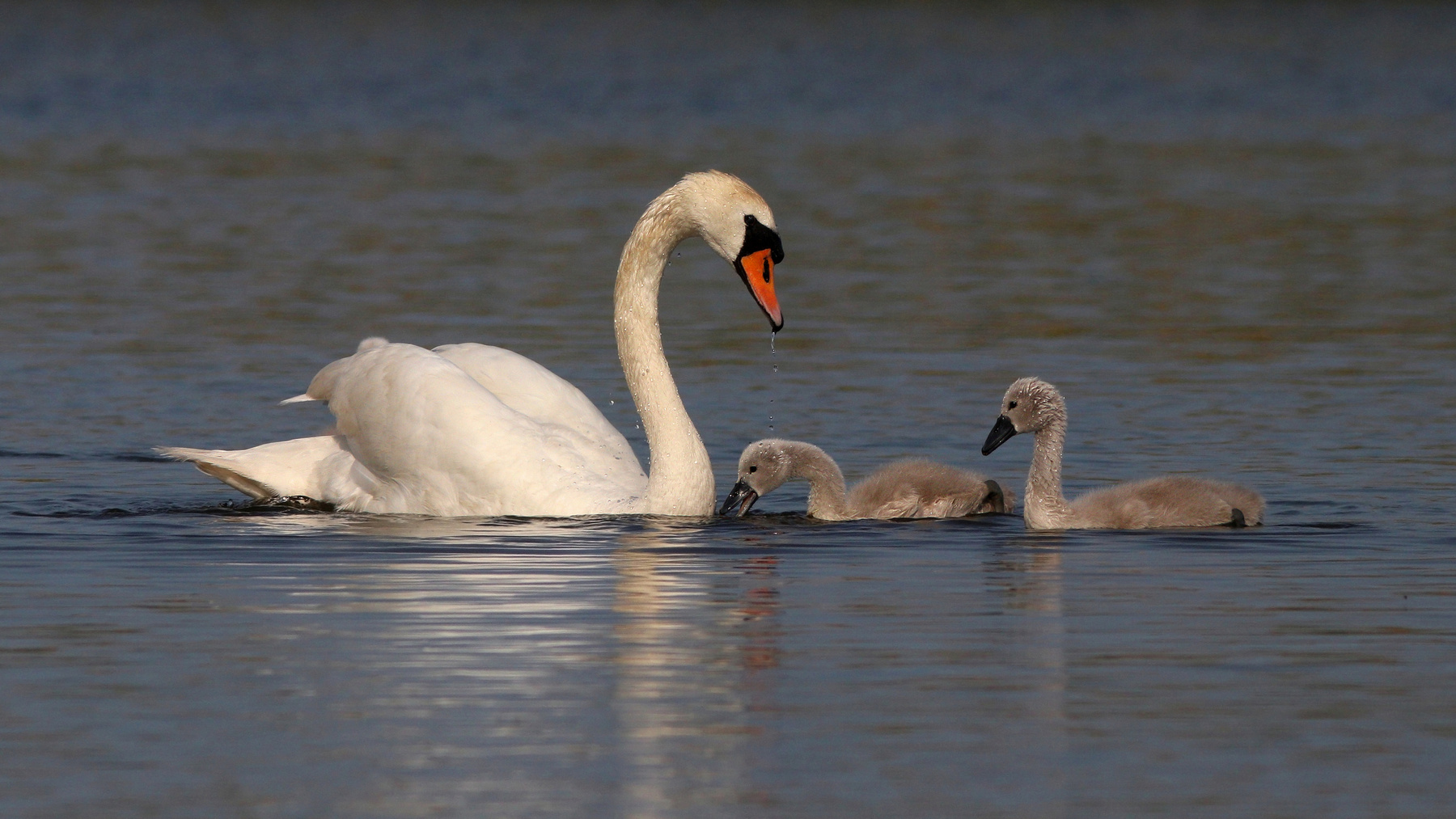 Материнство Лебедь-шипун Лебедь Cygnus olor Mute swan Куршская коса Куршский залив