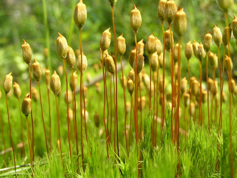 Кукушкины слезки мох