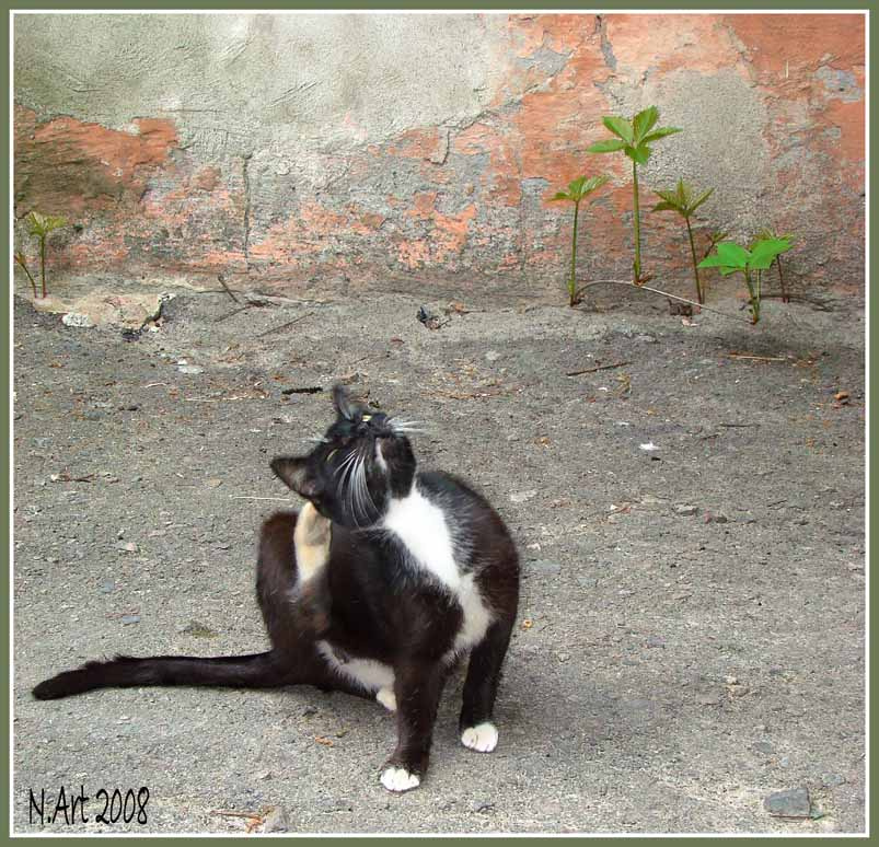 Йог йог кот двор