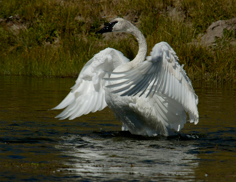 Lebed 2 Swan