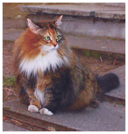 Рыжая Эльза кошка