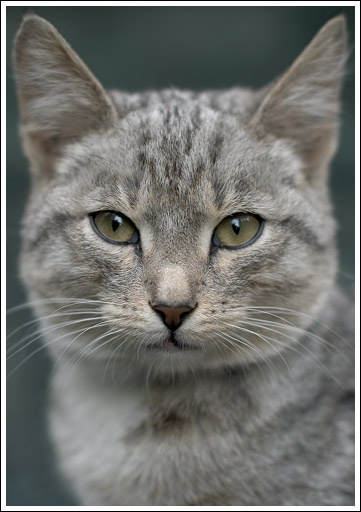 Графиня Кошкина кошка портрет
