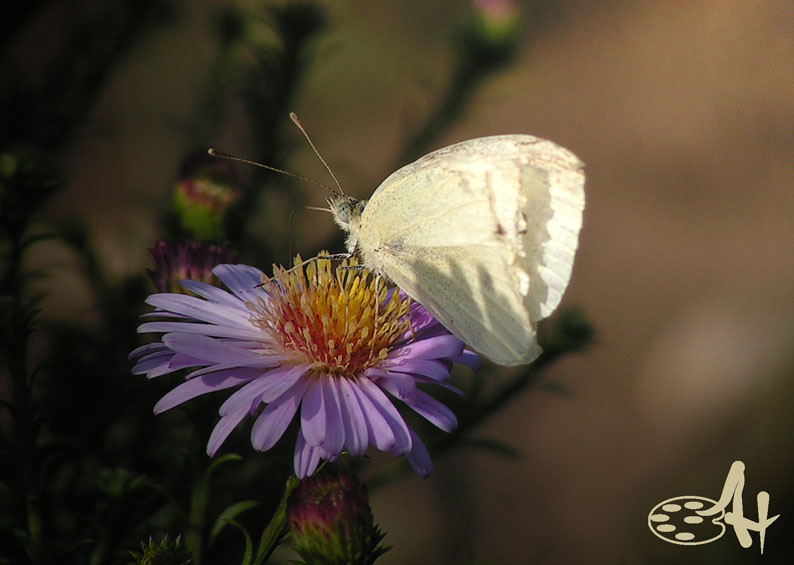 butterfly butterfly бабочка