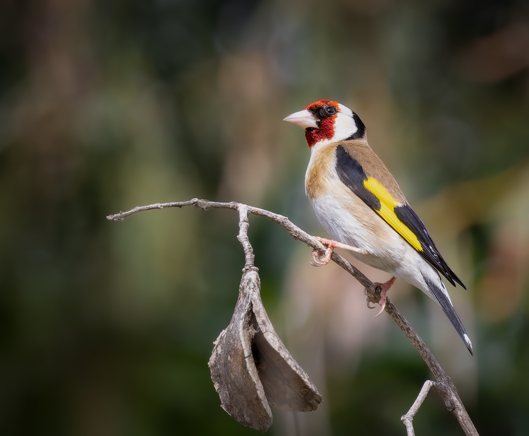 Обыкновенный щегол (лат. Carduelis carduelis) щегол