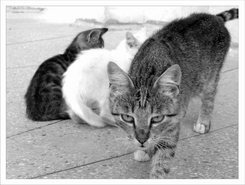 мамакотов 