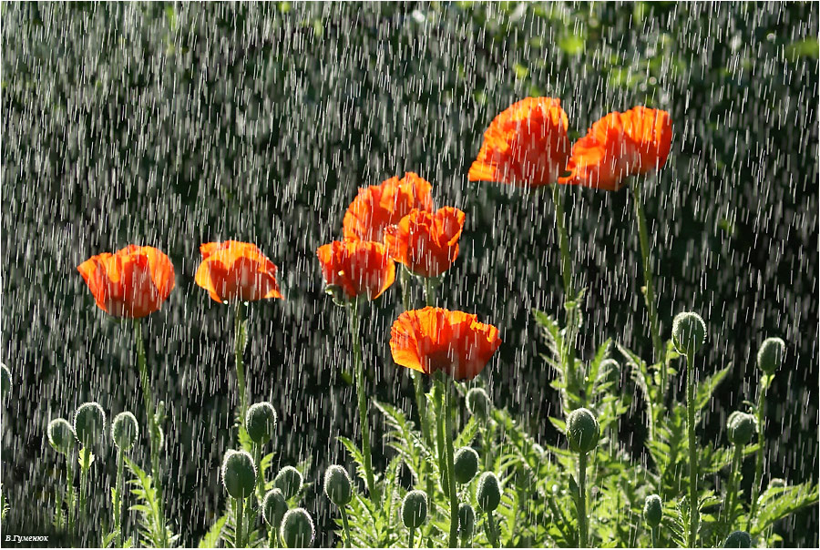 Маки Мак восточный Papaver orientale цветок красный дождь