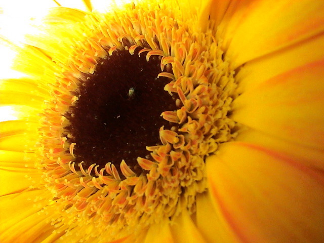 Sun for my birthday!!! flower