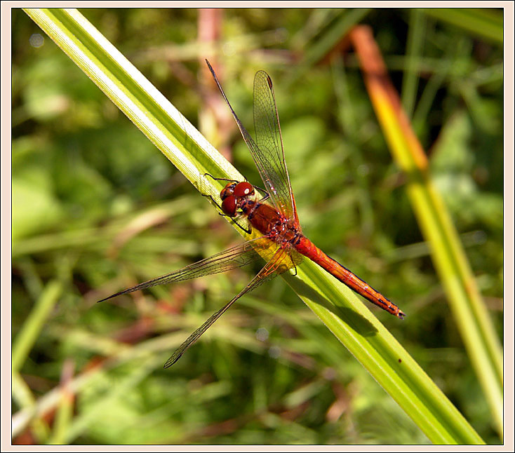 Sympetrum flaveolum Стрекоза Sympetrum flaveolum