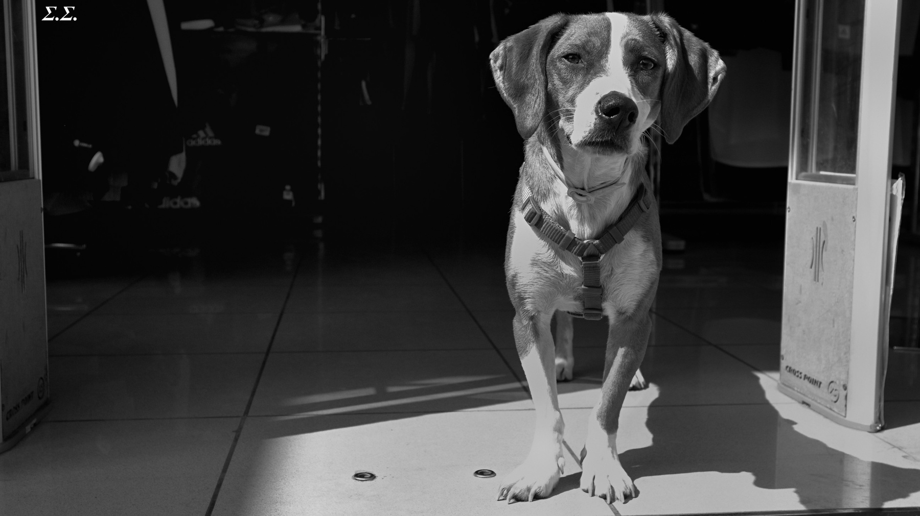 SHOP DOG 