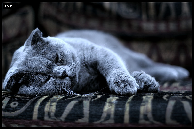 Kitty кошка, кот, сон, нежность, умиление, животные, котёнок