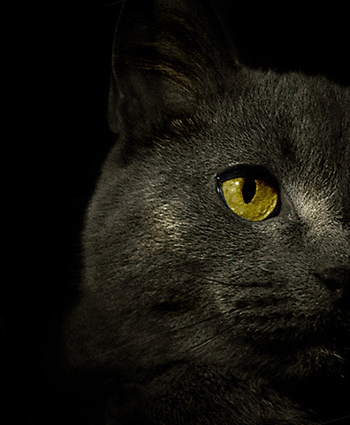 Кошак-2 кошка