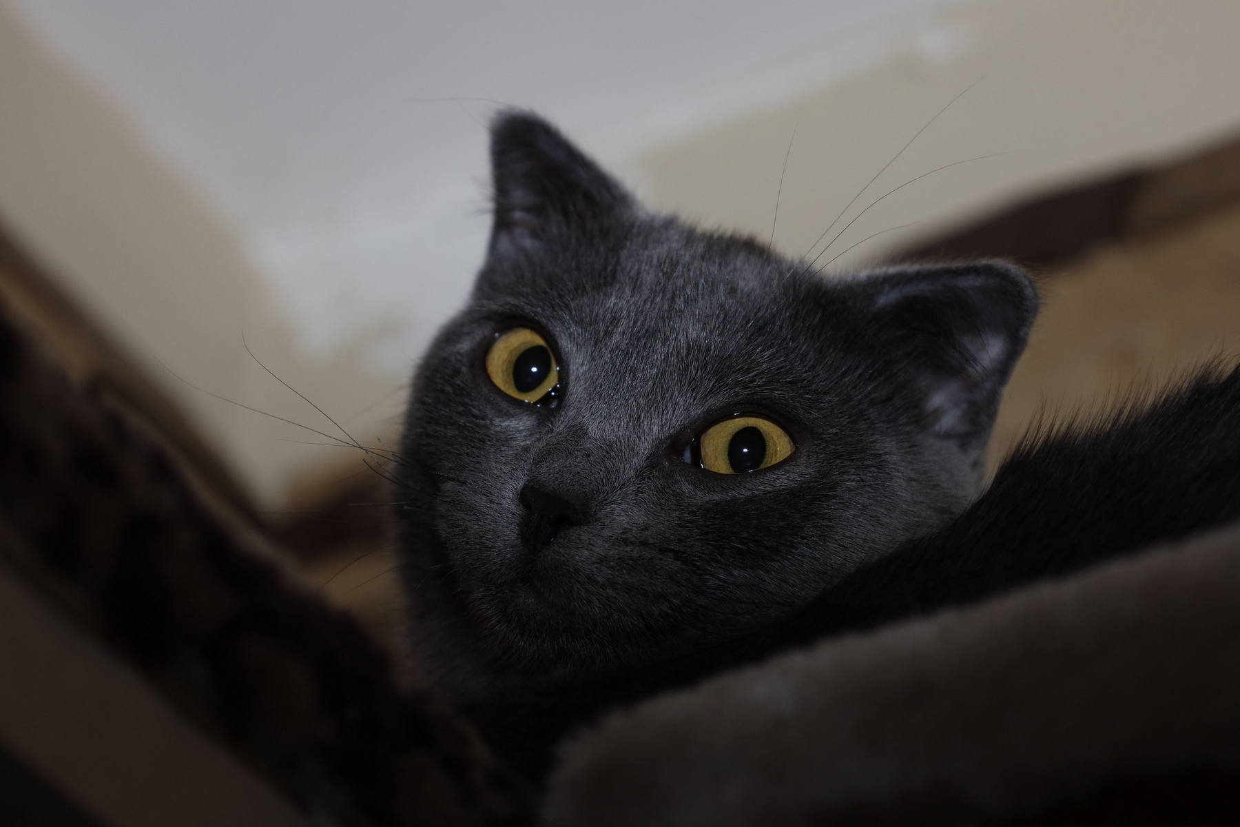 Кошка 