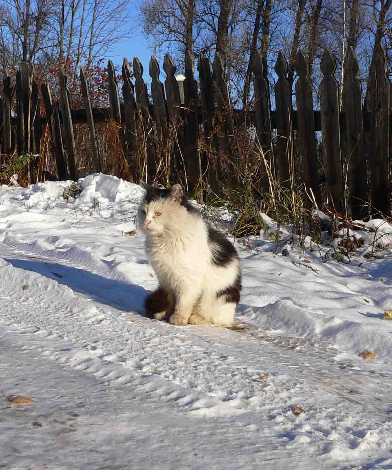Кот 