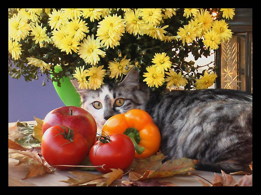 Осенний натюрморт кошка