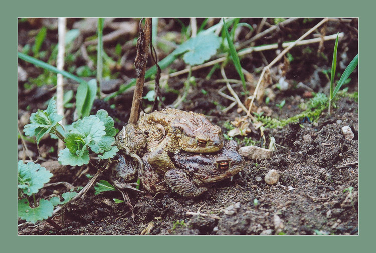 Главное - хорошо замаскироваться! :) фотоохота на лягушек