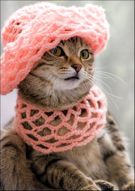 готоваЯ к весне кошка Шуня