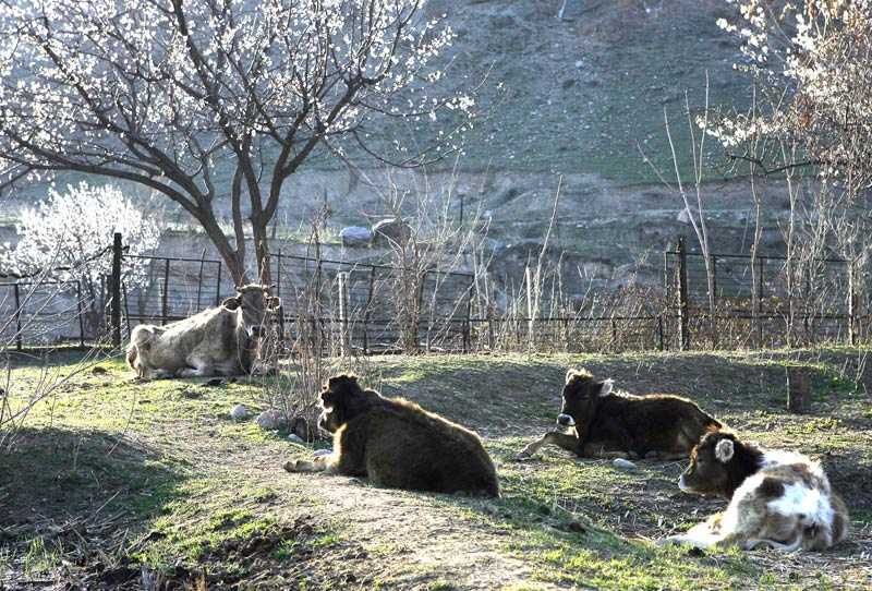 урюк расцвел коровы лужайка весна