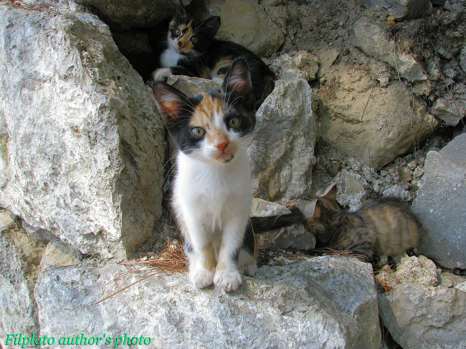 Удивление кошки животные котята в камнях трехцветный котенок