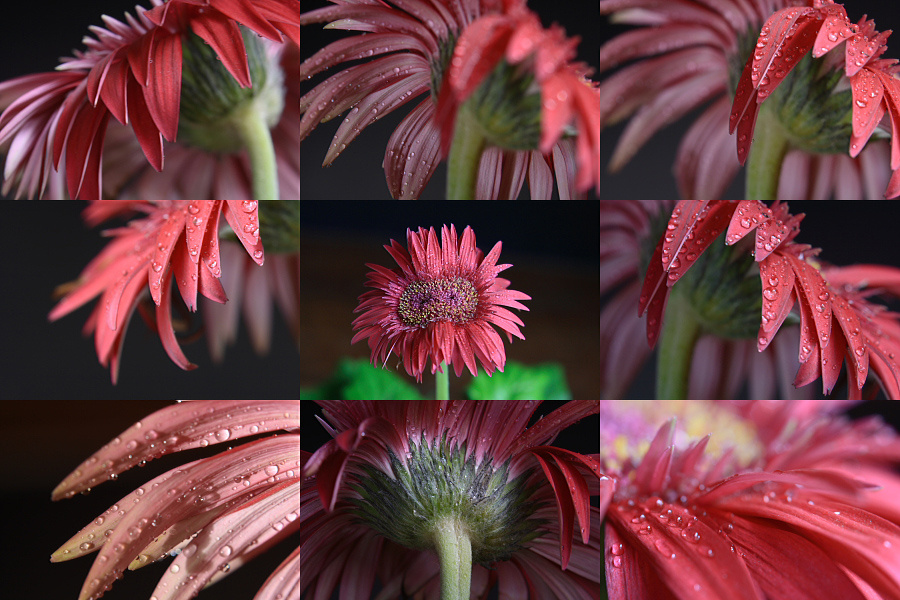 faces of twin flower 