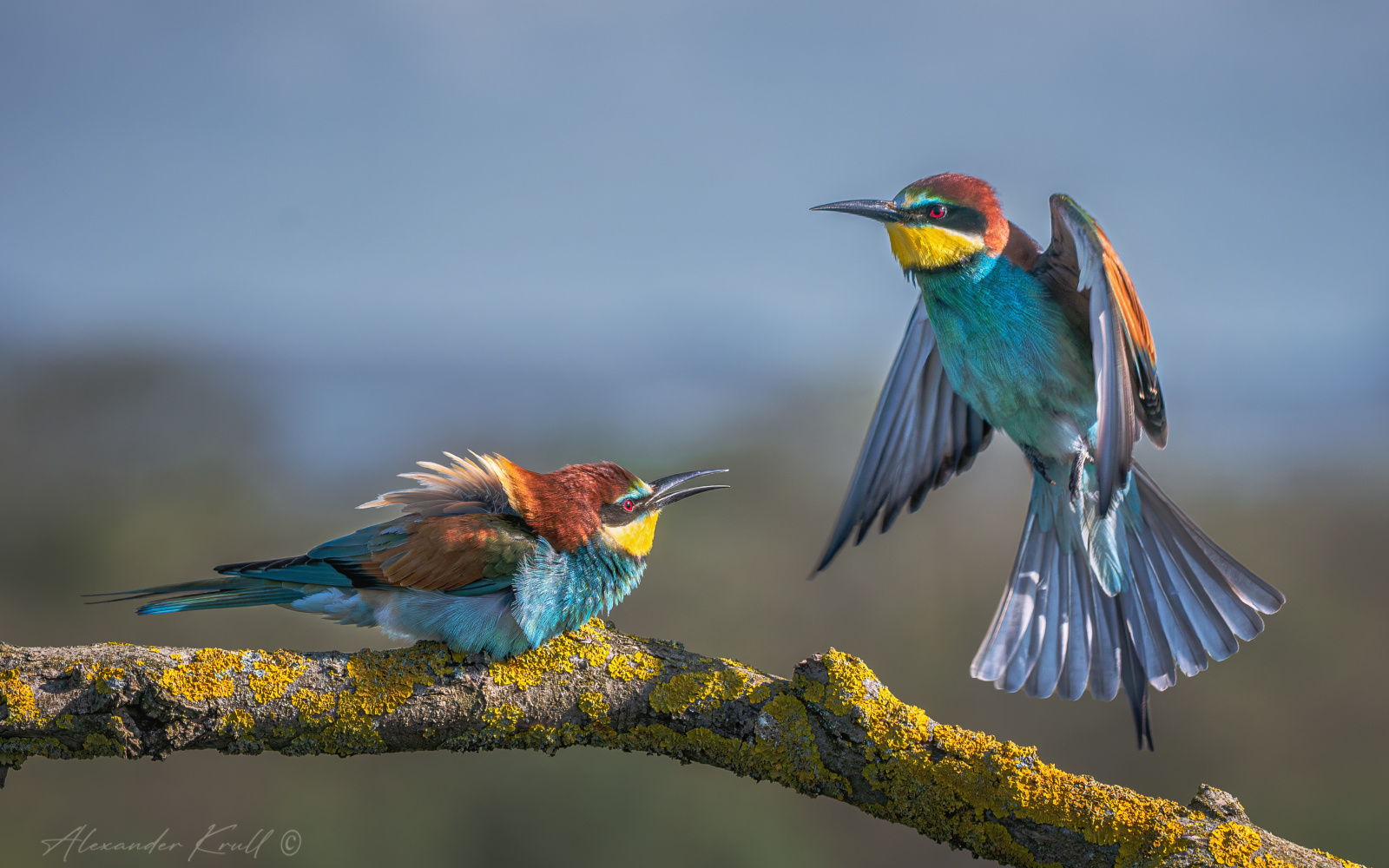 Не пущу! щурка золотистая пчелоедка merop apiaster