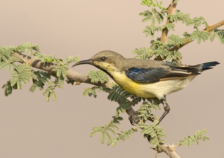 Линяющий Пурпуровая нектарница, Purple Sunbird, Nectarina asiatica, линяющий