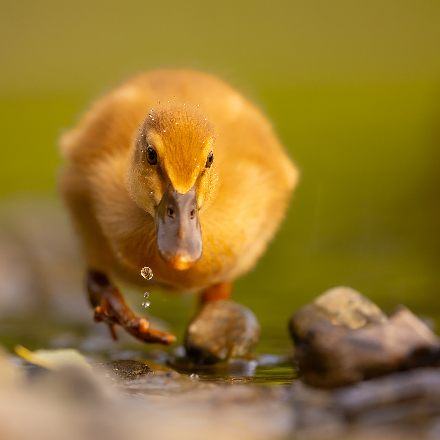 Duckling 