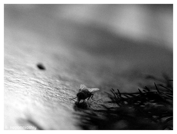 a fly 