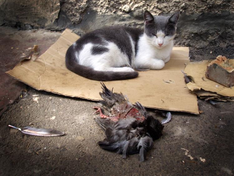 murder murder
